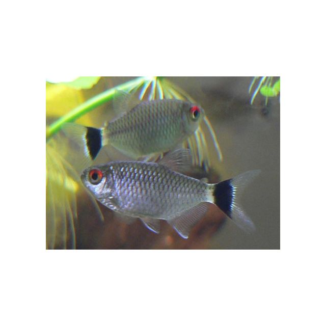 Moenkhausia sanctaefilomenae