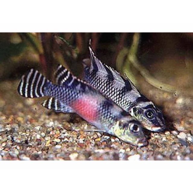 Nanochromis transvestitus 3-4cm