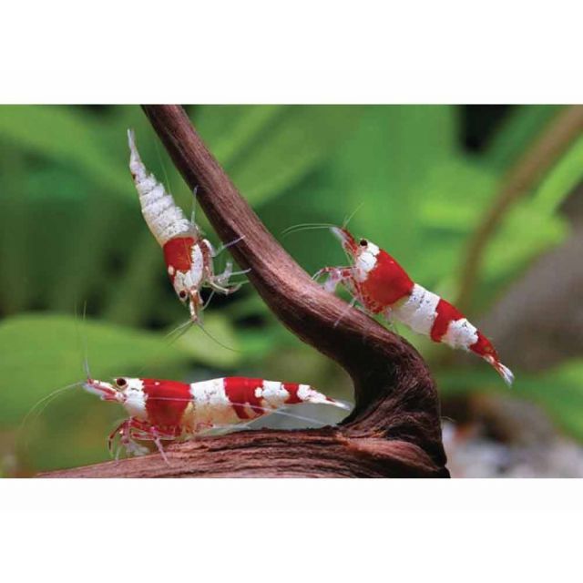 Neocaridina Crystal Red 1-2cm