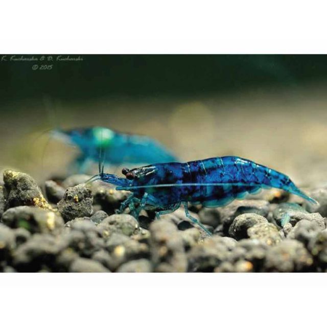 Neocaridina blue velvet 1cm