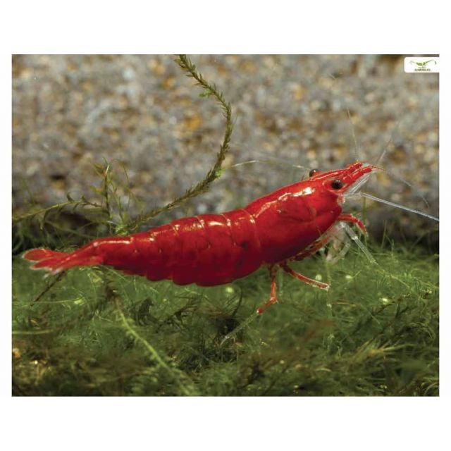 Neocaridina Heteropoda blood red 1-2cm