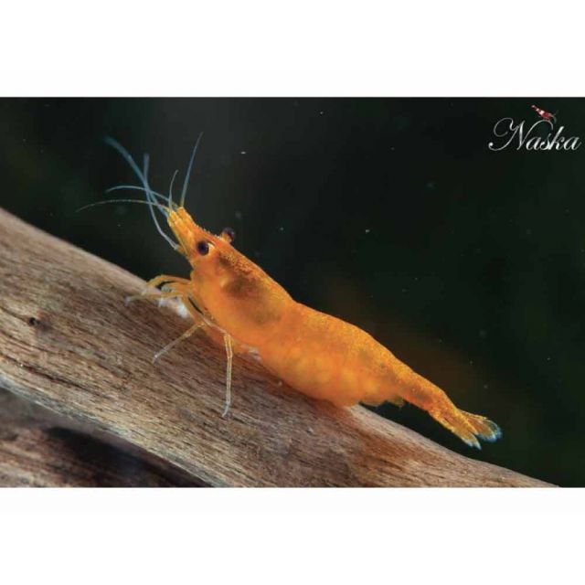 Neocaridina Heteropoda neon orange 1-2cm