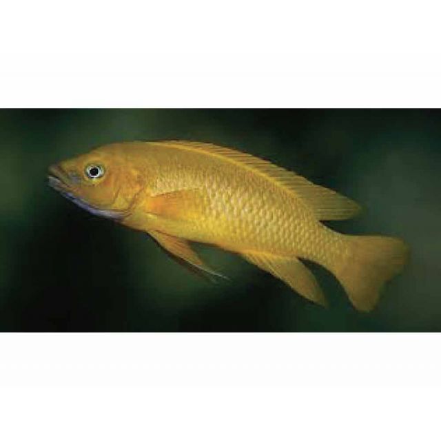 Neolamprologus Leleupi 5-6cm