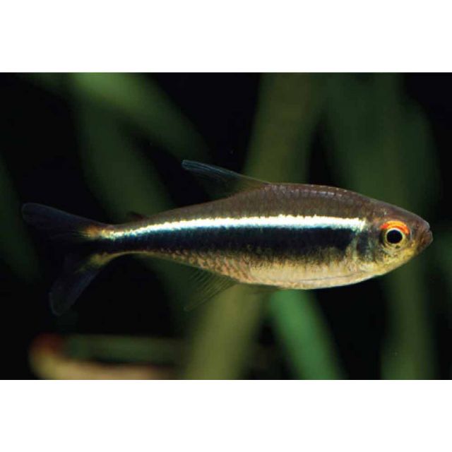 Hyphessobrycon herbertaxelrodi  (NEON NERI)