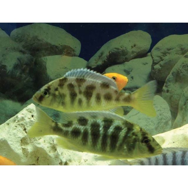 Nimbochromis Venustus 7-8cm