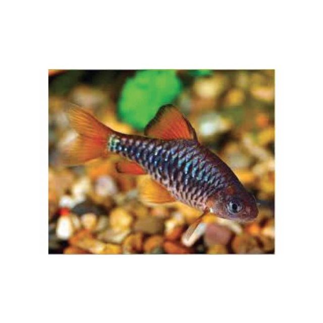 Barbus oligolepis