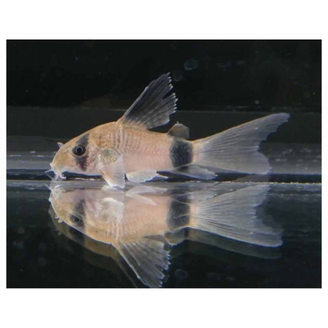Corydoras panda PINNE A VELO 2-3cm