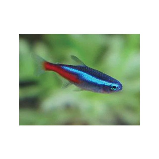 Paracheirodon innesi "neon" 1,5-2cm