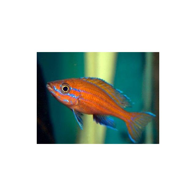 Paracyprichromis nigripinnis blue neon 4-5cm