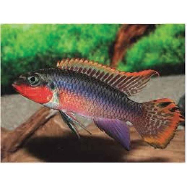 COPPIA Pelvicachromis taeniatus nigerian red 3-5cm