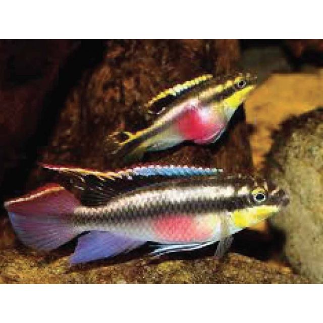 Pelvicachromis pulcher 2-3cm