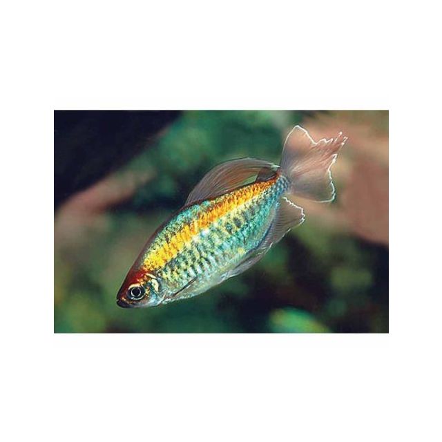 Phenacogrammus interruptus 6-8cm