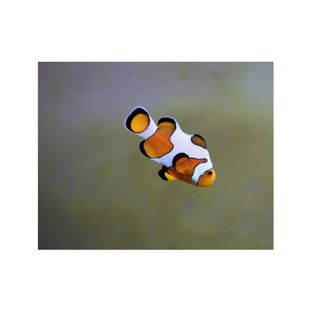 Amphiprion ocellaris picasso 5-6cm
