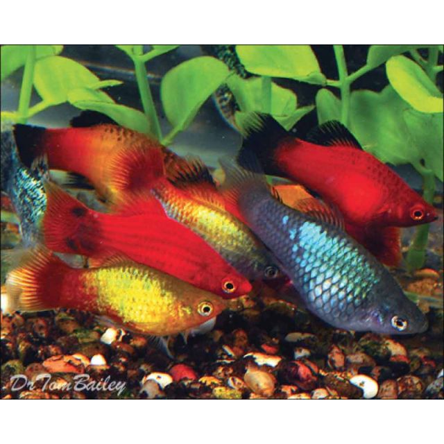 Platy MIX COLORI VARI