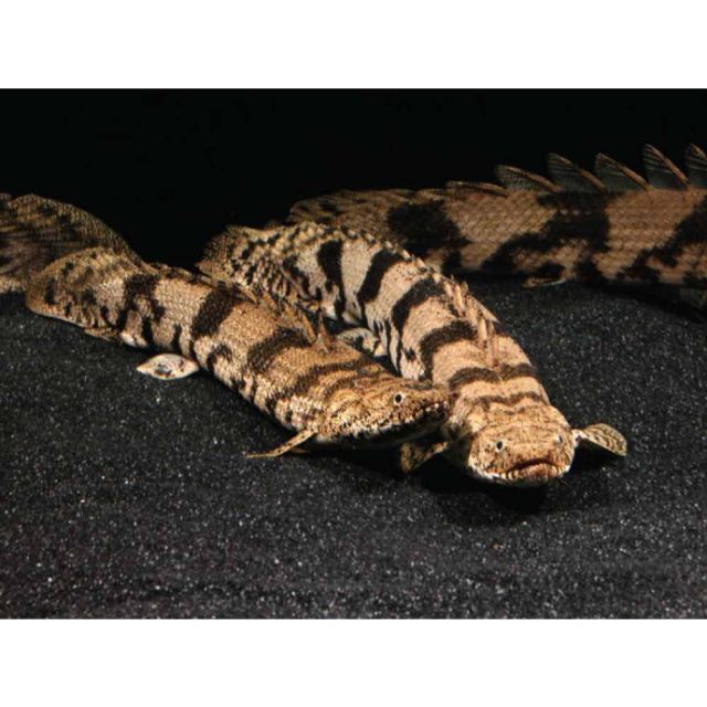 Polypterus endlicheri 10-12cm