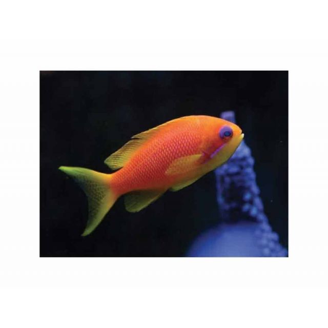 Pseudanthias squamipinnis 5/6cm