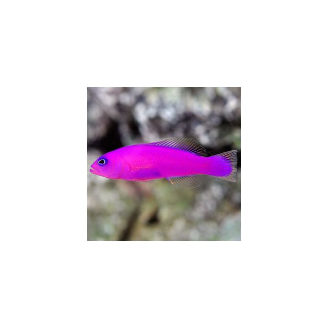 Pseudochromis porphyreus 4cm