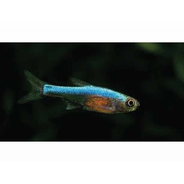 Rasbora axelrodia blue