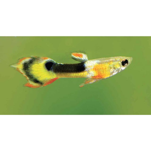 COPPIA Guppy Endler red chest saddleback 1-3cm