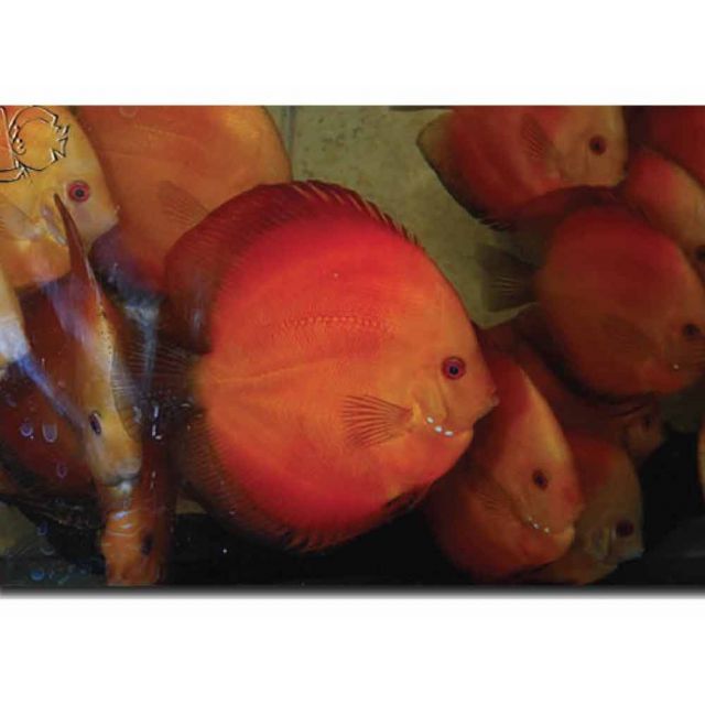 Red Melon 7/9cm