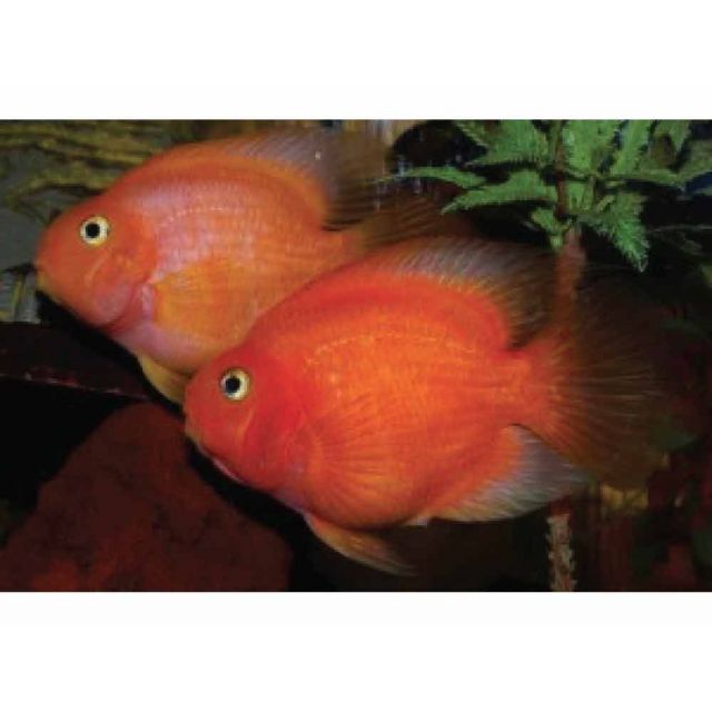 Red Parrot A-GRADE 4-6cm SUPER RED!