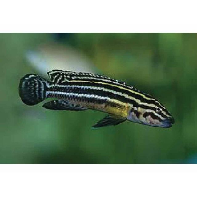 julidochromis regani 4cm