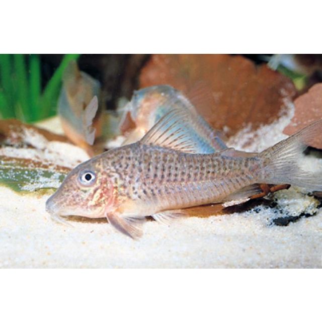Corydoras Cervinus