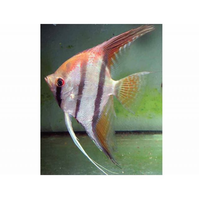 Scalare Santa Isabel 4/6cm corpo