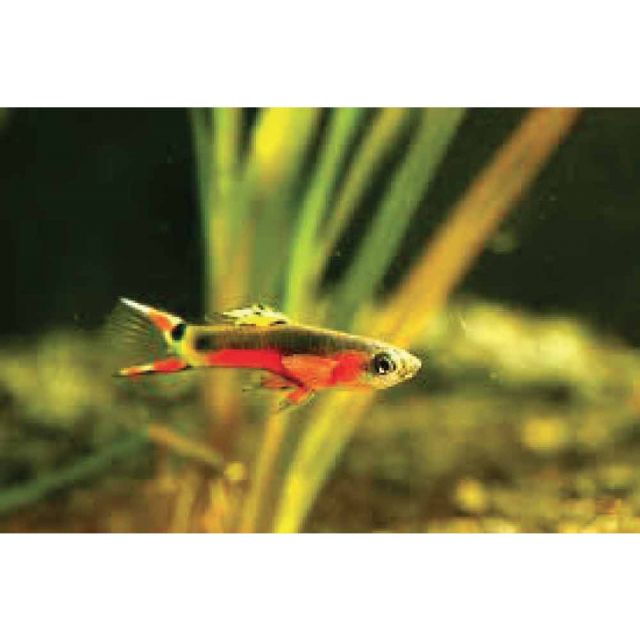 COPPIA Guppy Endler santa maria bleeding heart