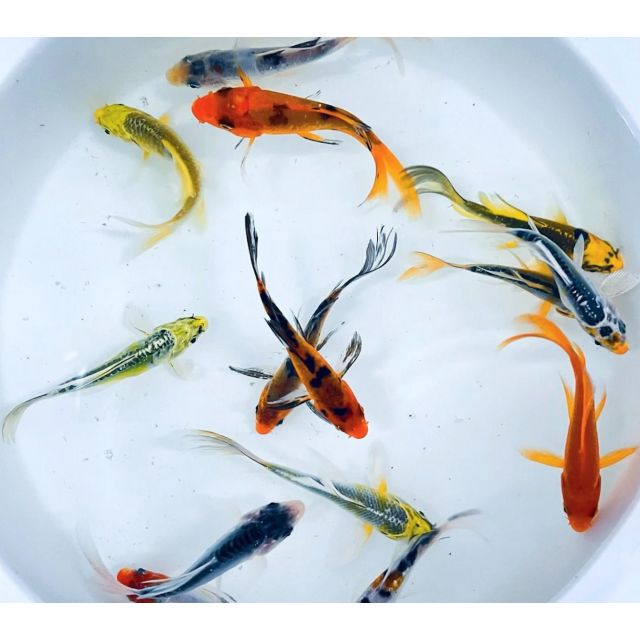 Carpa Koi pinne a velo 7/10cm