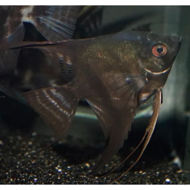 Scalare Pinoy Black 3-5cm