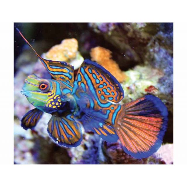 Pterosynchiropus splendidus taglia M 5cm