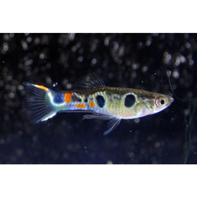 COPPIA GuppyEndler 3 spot