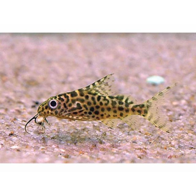 Synodontis Eupterus 3-4cm