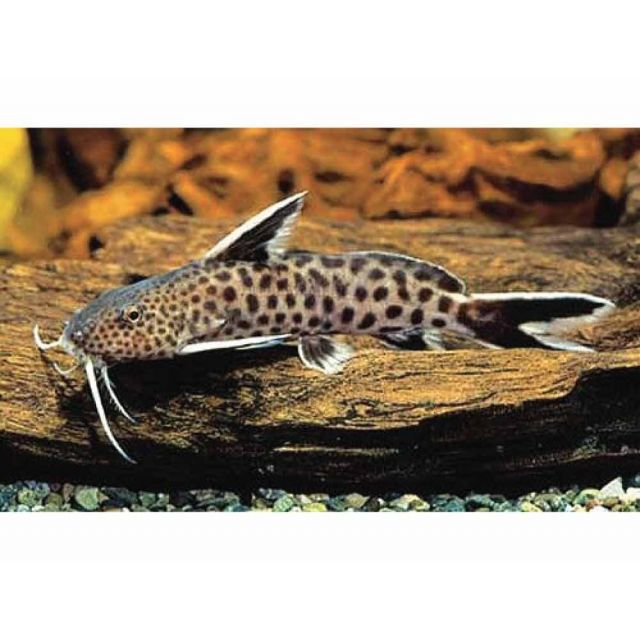 Synodontis Petricola 4-6cm