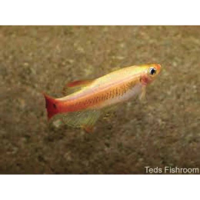 Tanichthys albonubes GOLD 2-3cm