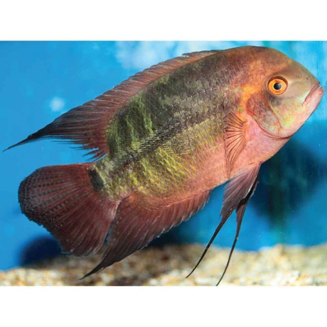 Hypselecara temporalis oyapock 6-8cm