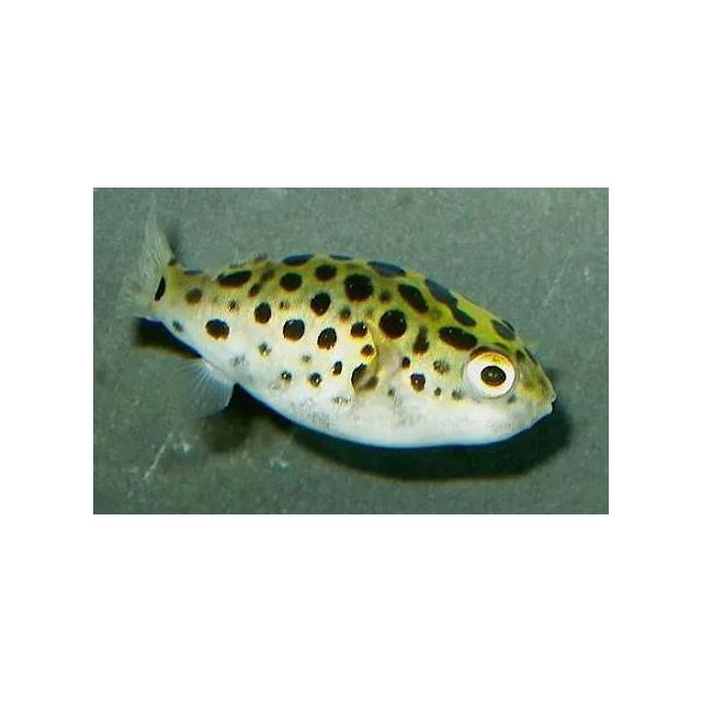 Tetraodon Nigroviridis 3-4cm