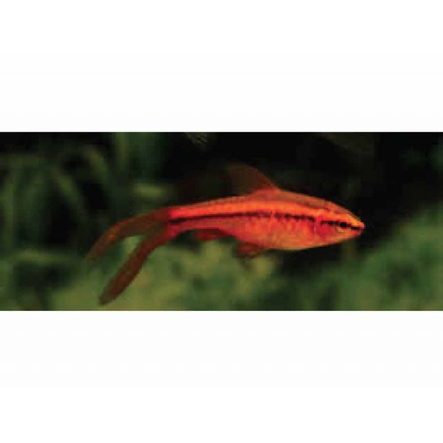Barbus Titteya red long fin