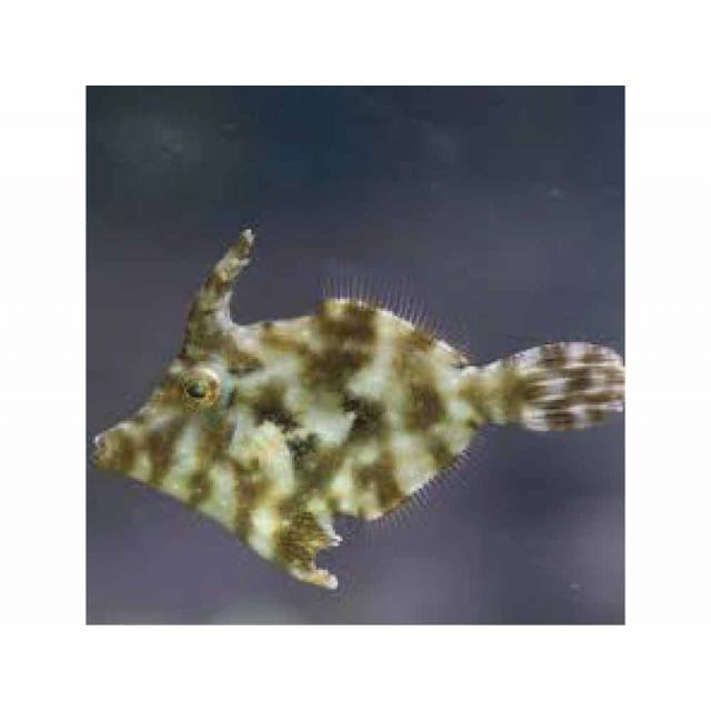 Acreichthys Tomentosus 5/6cm