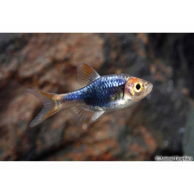 Trigonostigma Rasbora Heteromorpha Black