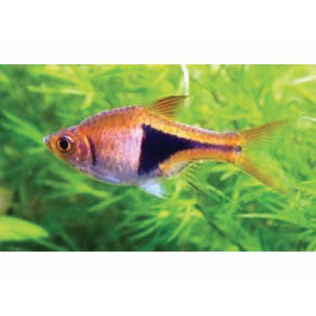 Trigonostigma Rasbora Heteromorpha 2-3cm