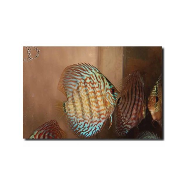 Turchese Rosso 6/7cm