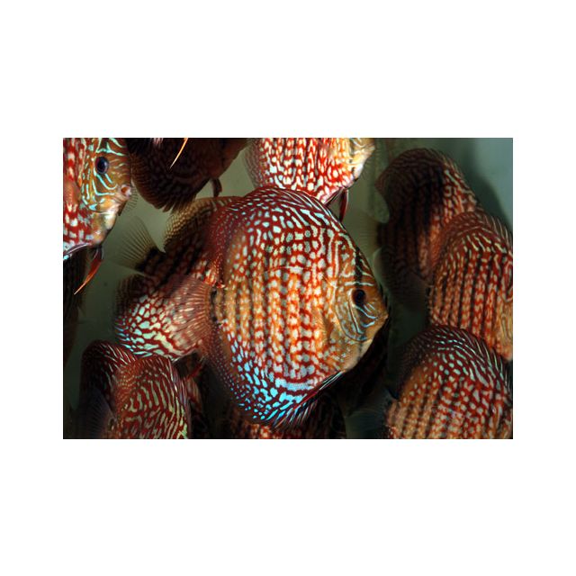 Turchese Rosso Checkerboard 7/9cm