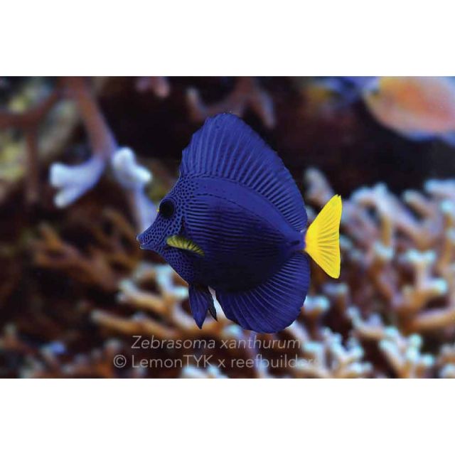 Zebrasoma Xanthurum 7/9cm