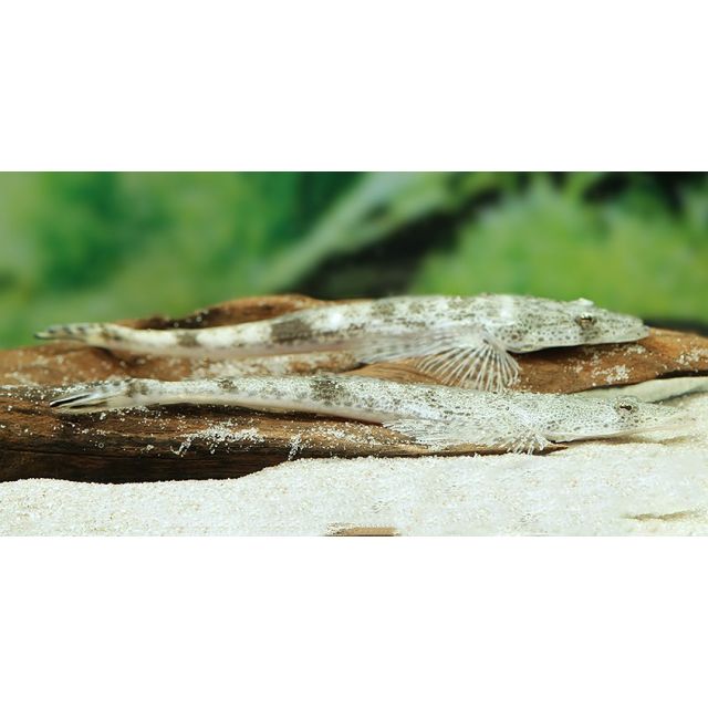 Platycephalus Indicus 10-12cm