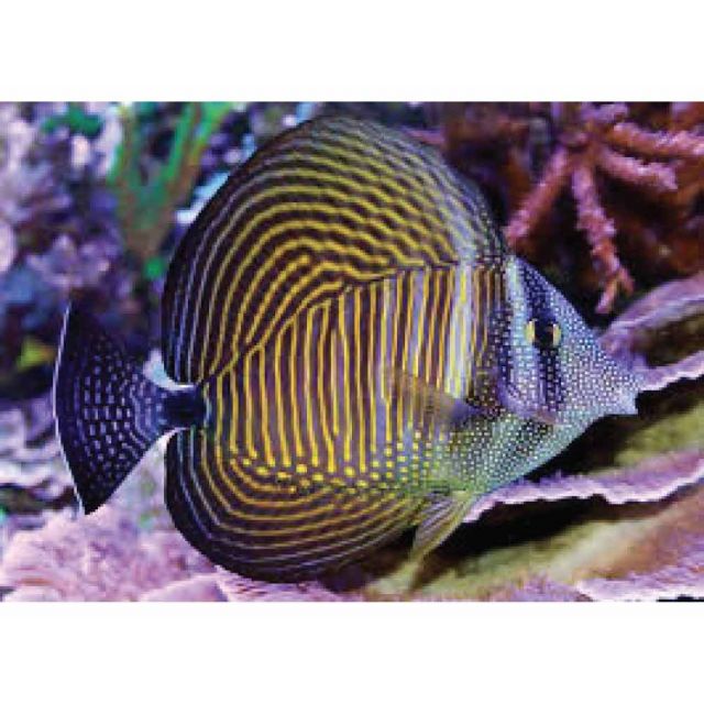 Zebrasoma desjardinii 6-7cm