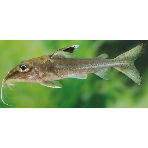 Hassar Orestis 6-8cm