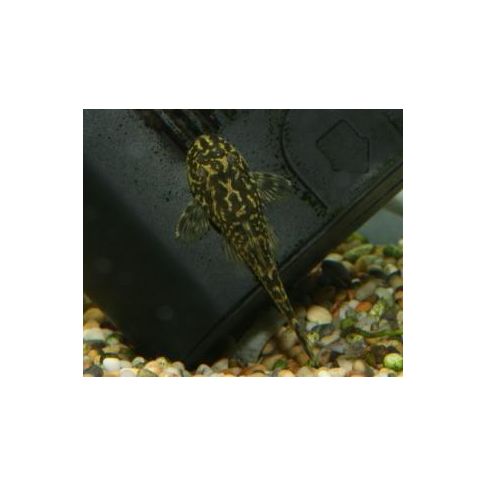 Parotocinclus sp. Pernambucco