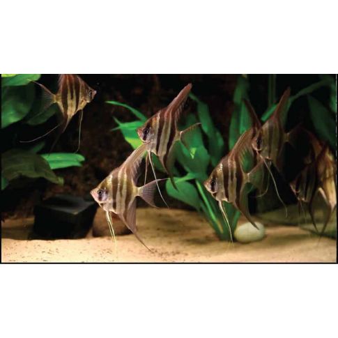 Scalare altum F1 RIO ORINOCO 3 cm diametro corpo